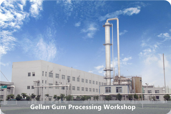 Gellan Gum Processinig Workshop.jpg