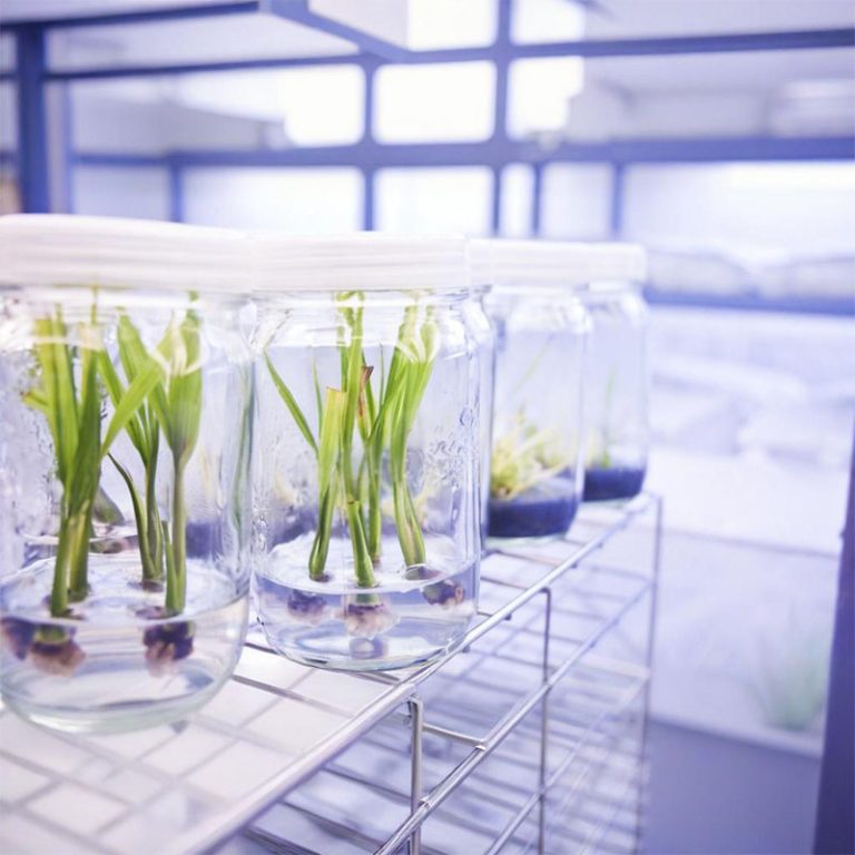 https://www.opalbiotech.com/wp-content/uploads/2025/08/Gellan-Gum1.jpg