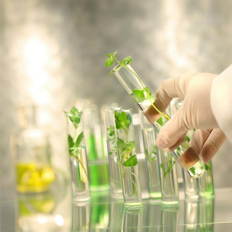 https://www.opalbiotech.com/wp-content/uploads/2025/08/plant.jpg