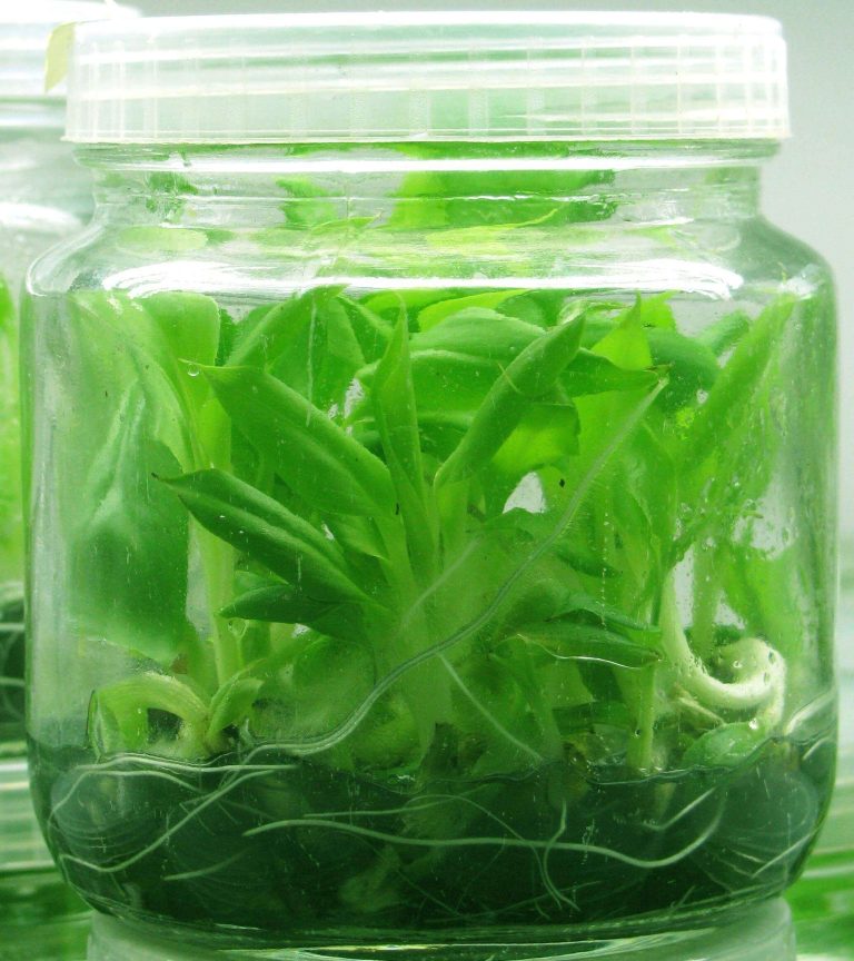 https://www.opalbiotech.com/wp-content/uploads/2025/08/tissue-culture-raised-plants-of-bananas.jpg